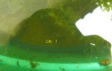 ヨシノボリ 25日