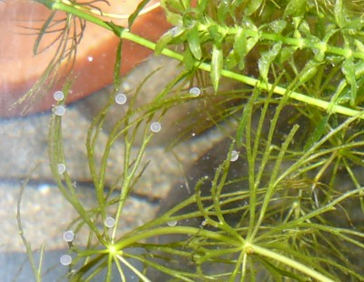 タモロコ 産卵 Ta Meta Ta Physika