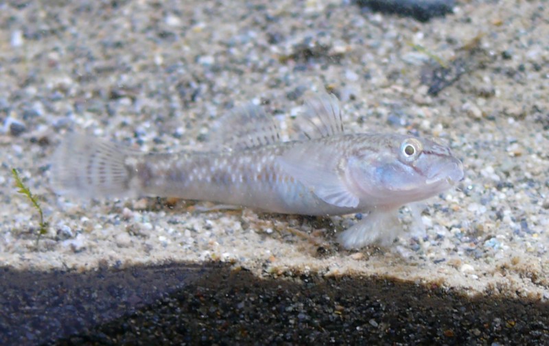 ヨシノボリと なんだか解らない稚魚 Ta Meta Ta Physika